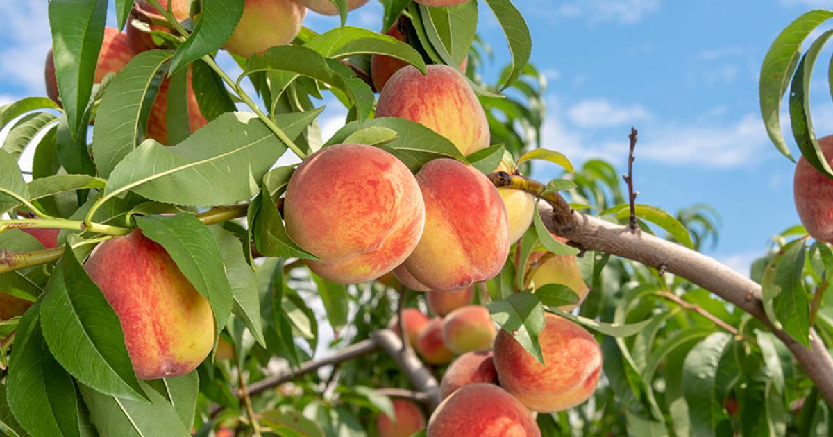 Peach Festivals Carolina Peach