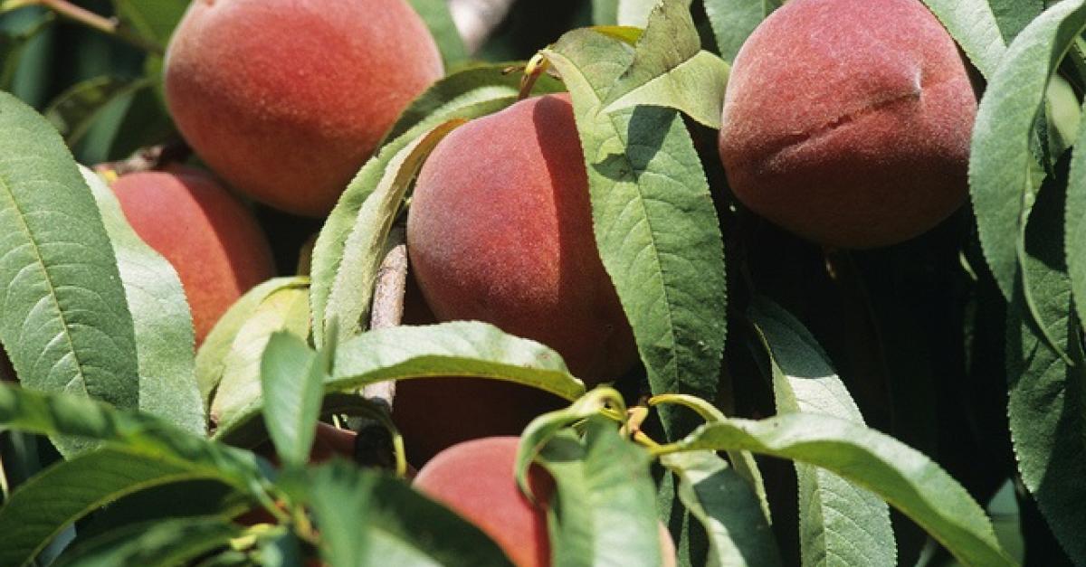 Buy South Carolina Peaches Carolina Peach